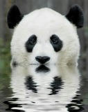 animal-picture-panda-bear-ucumari.jpg
